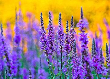 《王者荣耀》新增KPL年度总决赛 总奖金池达1亿元